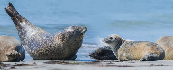 seal (Phoca vitulina) on a beach - Helgoland, Germany