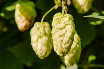 growing hops