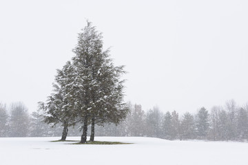 Pine Trees on Snowy, Winter Day