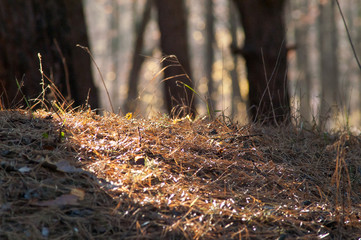 Obraz premium Magic autumn forest plants with red and yellow bushes