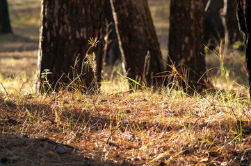 Magic autumn forest plants with red and yellow bushes
