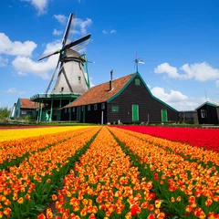  dutch windmill over  tulips field © neirfy