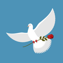 White dove and red rose. Beautiful bird carries red flower. Flyi