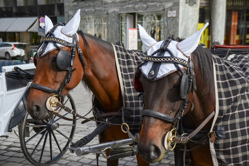 Horses and carriage in Vienna