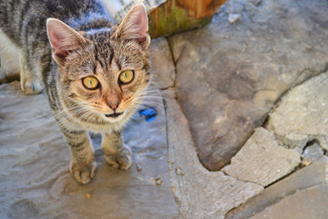 Naklejka na ściany i meble A cat kitten standing on a stone background