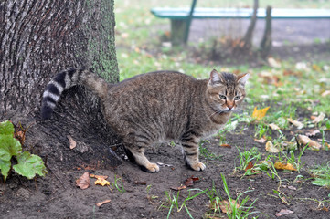 Obraz premium cat butting tree