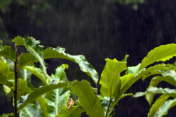 green palm tree's on a dark background during a heavy rain shower. Large raindrops are clearly...