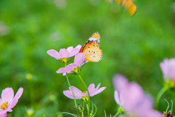 Cosmos flower and butterfly