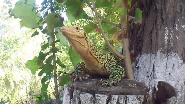 Monitor Lizard yawning