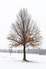 Oak Tree on Snowy Day