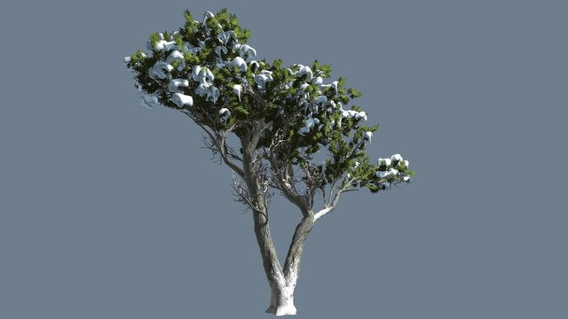 Monterey Cypress Green Crown Covered With Snow Hesperocyparis Macrocarpa Coniferous Evergreen Tree is Swaying at The Wind in Winter Daytime