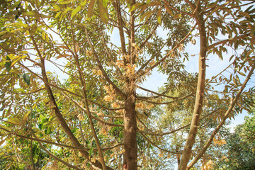 durian's flower in nature, Thailand