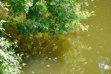 Layon river in Anjou