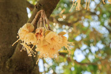 durian's flower in nature, Thailand