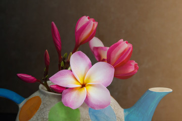 Lovely plumeria flower in colourful tea pot
