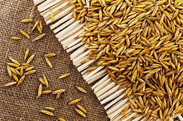 Grains of oats on the background of jute