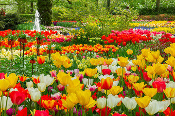 tulips flowerbeds at spring 