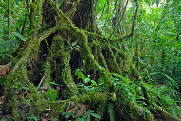 Fototapeta na wymiar Ficus Tree roots in rainforest the jungle, Costa Rica, a source for many medicinal plants used in medicine and drug development