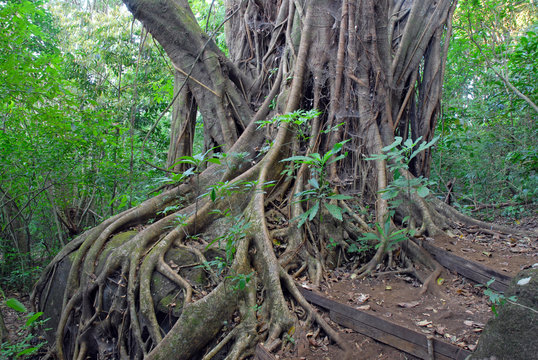 Fototapeta Ficus Tree roots in rainforest the jungle, Costa Rica, a source for many medicinal plants used in medicine and drug development