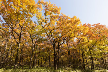 紅葉した那須街道