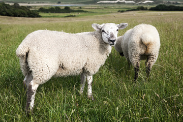 Naklejka na ściany i meble Idyllic rural view of pretty farmland and healthy livestock, in England