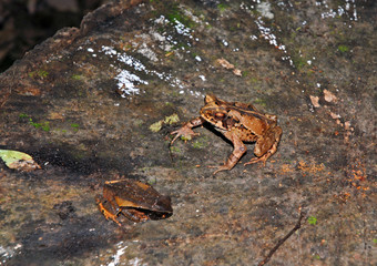 Brown Toad in rainforest in Costa Rica