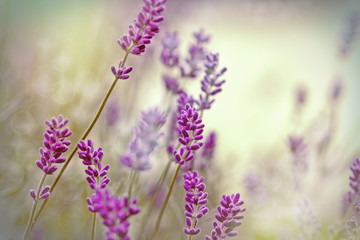 Obraz premium Beautiful lavender flower in flower garden