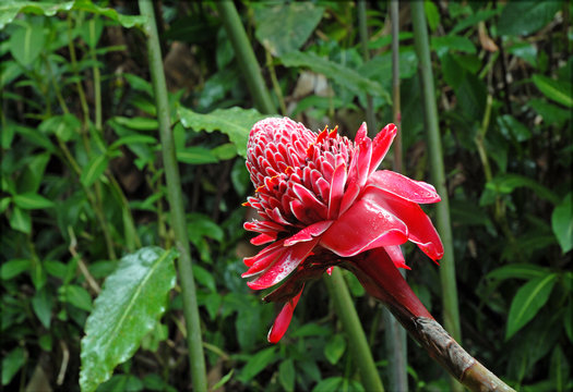 Red Ginger Flower, Red Lily, Etlingera elatior in Costa Rica