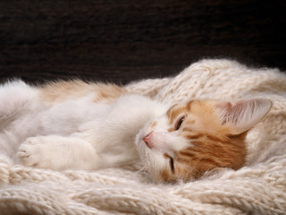 Kitten sleeping sweetly. Cute, little kitten is resting. Portrait of a big cat. Kitten sleeping on a knitted white plaid 