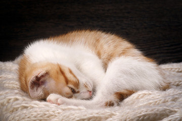 Fototapeta na wymiar Kitten sleeping sweetly. Cute, little kitten is resting. Portrait of a big cat. Kitten sleeping on a knitted white plaid 