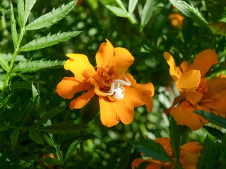 Spider on flower "marigold"