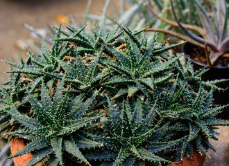 Various cactus plants, selective focus