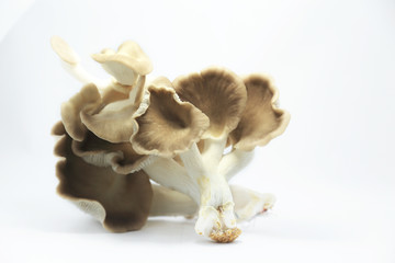 Sajor-caju Mushroom