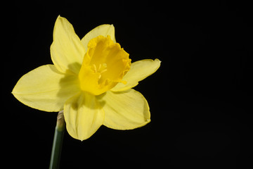 Fototapeta na wymiar Flowers - Daffodil, Jonquil