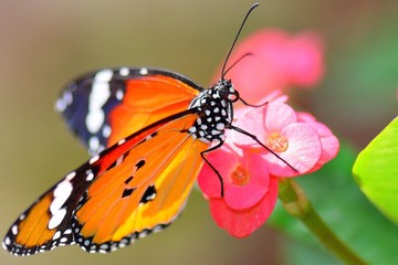 Fototapeta na wymiar farfalla monarca 