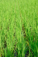 Field of rice 