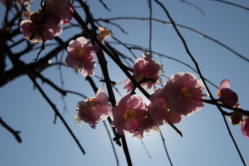 Flowers of ume of blooming in Japan, early spring.