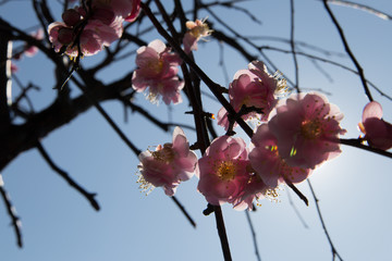 Flowers of ume of blooming in Japan, early spring.