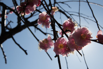 Flowers of ume of blooming in Japan, early spring.