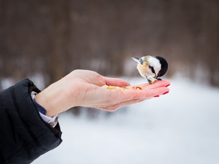 The black-capped chickadee  is a small, non migratory, North American songbird that lives in mixed forests. It is a very underrated friendly bird that will gladly take food from hands. 
