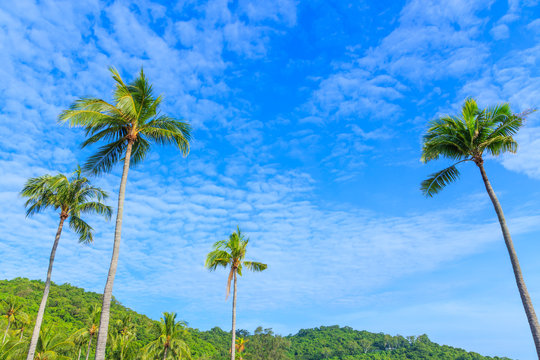 Coconut palm trees against blue sky background
