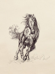Draw pencil horse on old paper, original hand draw. © jozefklopacka