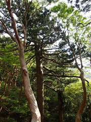 新高塚小屋前のヒメシャラ／屋久島