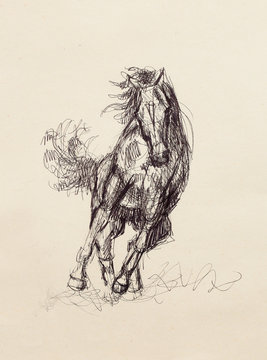 Draw pencil horse on old paper, original hand draw.