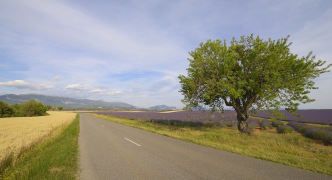 Empty road in the middle of fields, Valensole, Provence, France