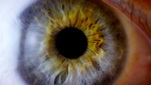 Human eye iris contracting. Extreme close up. 
