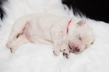 Fototapeta na wymiar newborn golden retriever puppy