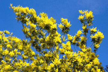 Yellow Mimosa tree in flower (Acacia dealbata) - Liguria, Italy. The yellow flowers are the symbol for 8th March International Woman Day
