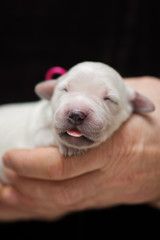 newborn golden retriever puppy