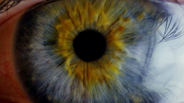 Human eye iris contracting. Extreme close up. 
